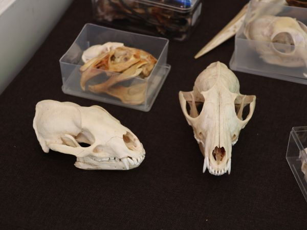 Impressionen vom KreisFamilienTag 2018 